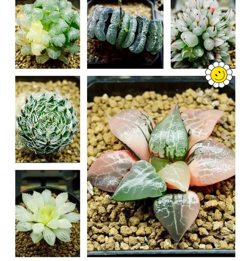 12卷植物的养护方法是什么？如何处理12卷的常见问题？