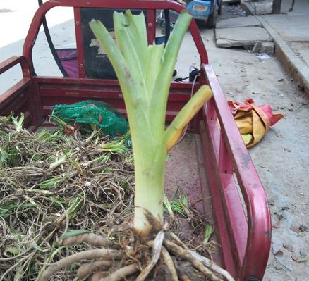黄花菜和萱草的区别在哪里？如何正确区分它们？