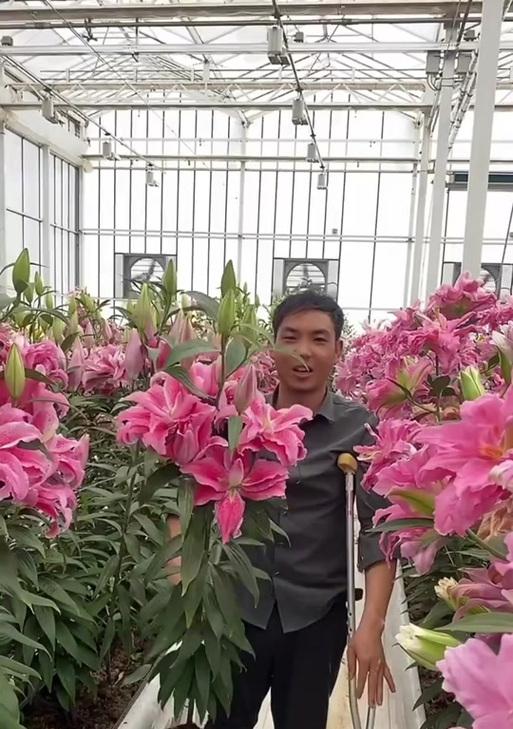 百合过冬需要注意什么？有哪些过冬技巧？