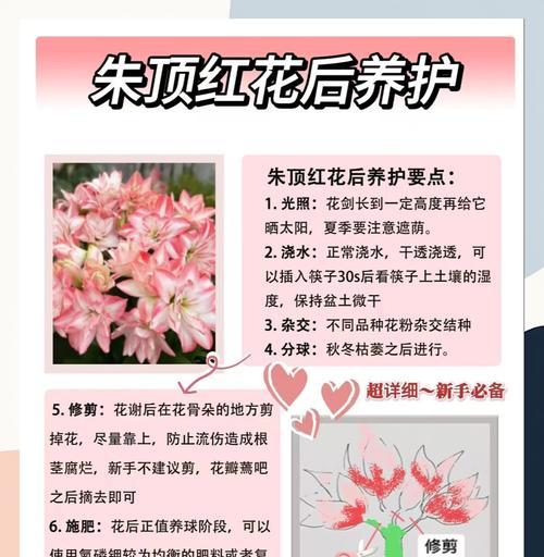 朱顶红不开花的可能原因有哪些？如何解决朱顶红不开花的问题？