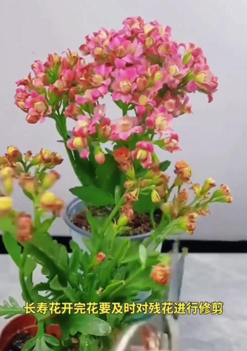 长寿花换盆的最佳时机是什么时候？换盆后如何管理？