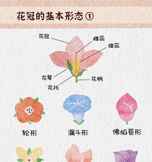 花的形状有哪些分类？如何识别不同形状的花？