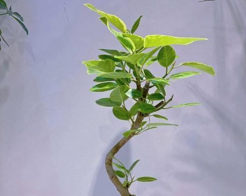 人生榕树的养殖技巧有哪些？养殖过程中常见的问题如何解决？