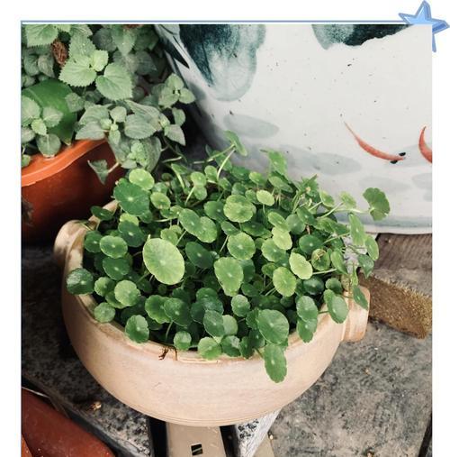 铜钱草浇水方法？怎样给铜钱草正确浇水？