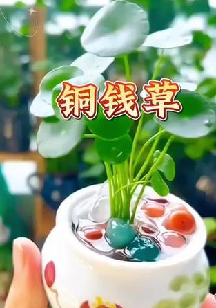 铜钱草浇水方法？怎样给铜钱草正确浇水？
