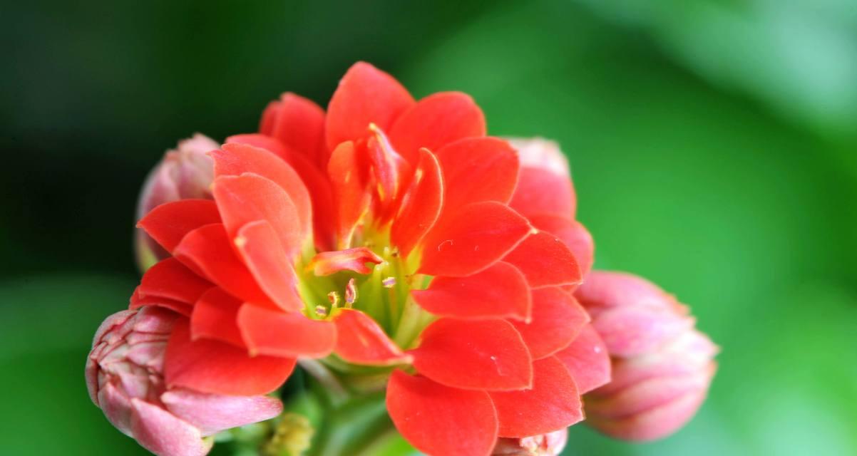 长寿花怎么分株？分株后如何养护？