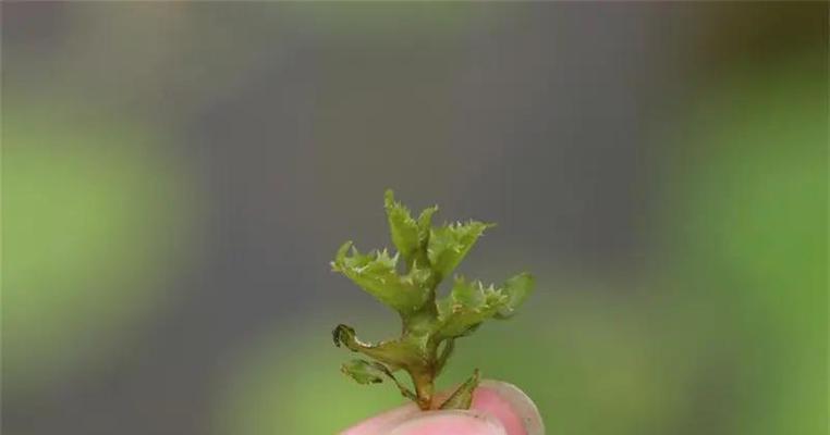 水生植物的养殖技巧是什么？如何保持水生植物的健康生长？