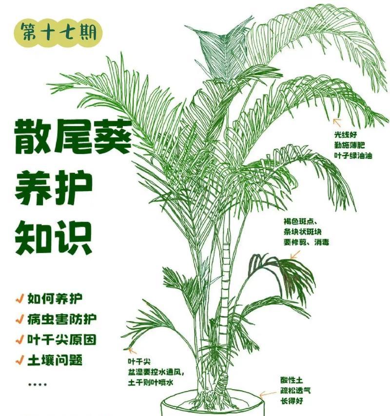 种子盆栽的养护要点是什么？如何确保发芽率？