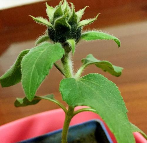 种子盆栽的养护要点是什么？如何确保发芽率？