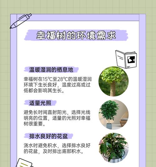 种子盆栽的养护要点是什么？如何确保发芽率？