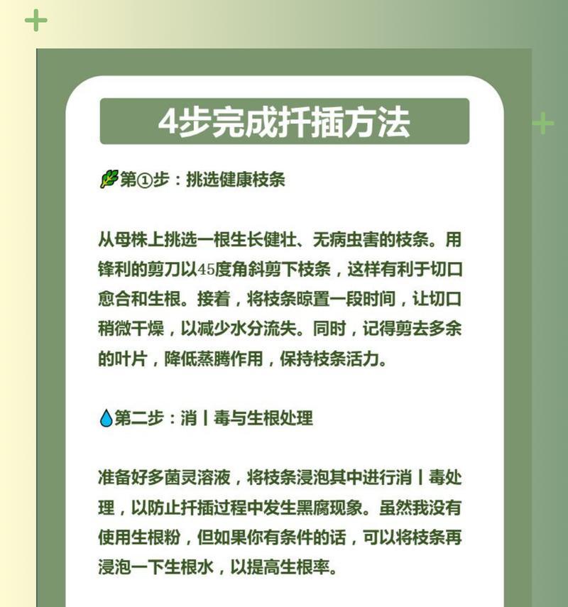 玫瑰花扦插的步骤是什么？玫瑰花扦插成活率如何提高？