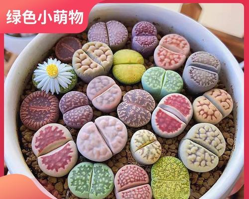 生石花繁殖的方法是什么？如何提高生石花的繁殖成功率？