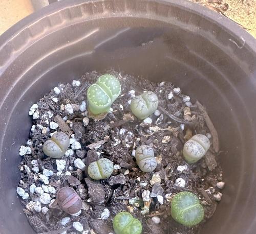 生石花繁殖的方法是什么？如何提高生石花的繁殖成功率？