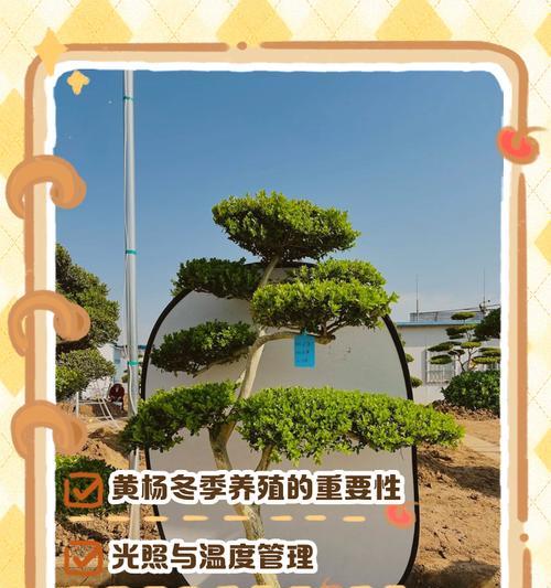 松树冬季如何养护？过冬时需要注意哪些问题？