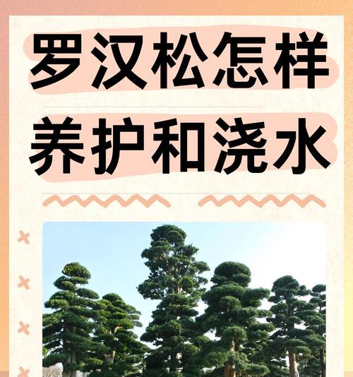 松树冬季如何养护？过冬时需要注意哪些问题？
