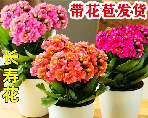 长寿花适合哪种花盆？如何选择合适的花盆？