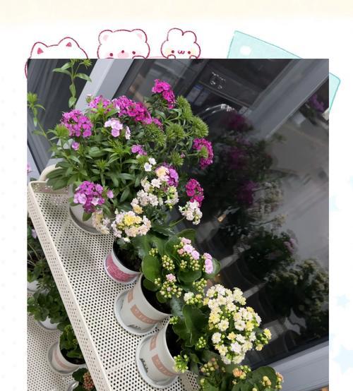 长寿花适合哪种花盆？如何选择合适的花盆？