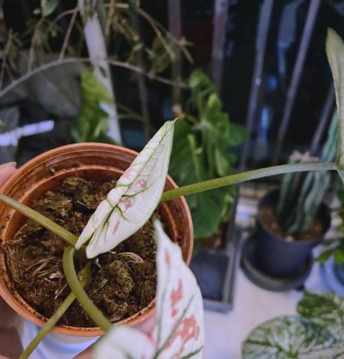 植物换盆的最佳季节是什么时候？