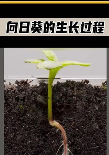 向日葵种植步骤是什么？如何确保向日葵顺利发芽？