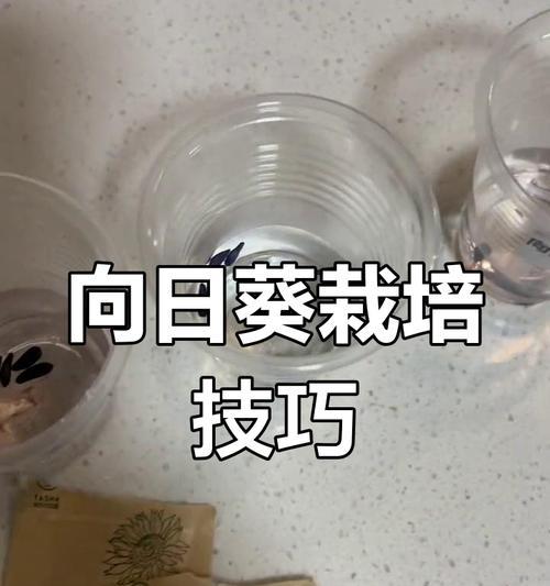向日葵种植步骤是什么？如何确保向日葵顺利发芽？
