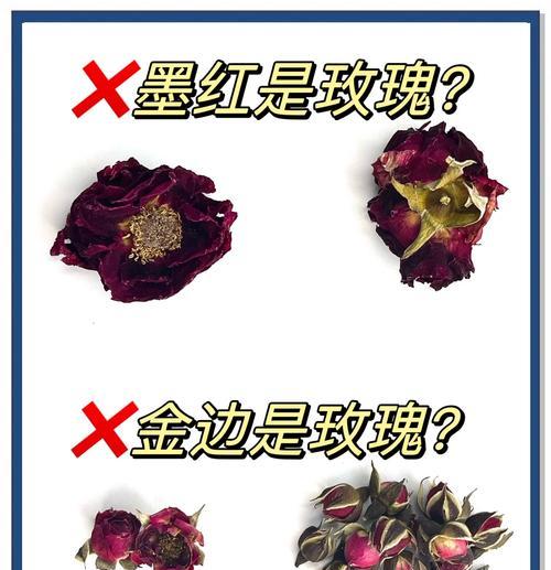 高脚杯切花月季玫瑰有哪些品种？如何挑选最佳品种？