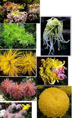 菊花有哪些种类？各自的花期和特点是什么？