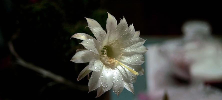 仙人球十年才开花的原因是什么？如何促进开花？