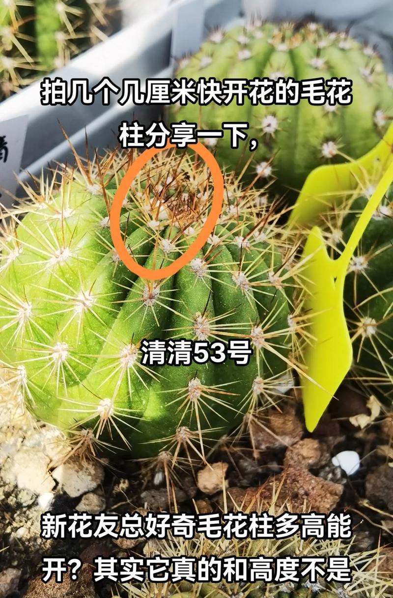 仙人球十年才开花的原因是什么？如何促进开花？