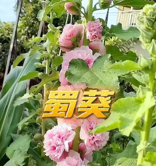 蜀葵播种的最佳时间是什么时候？如何确保高发芽率？