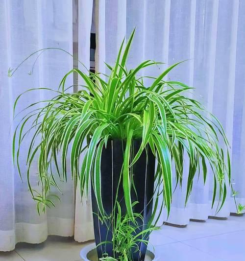 哪些植物容易养活？容易养活的植物有哪些特点？