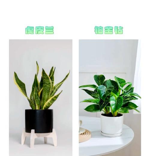 哪些植物容易养活？容易养活的植物有哪些特点？