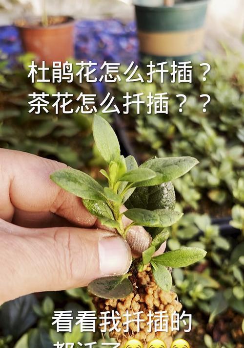 杜鹃花扦插如何提高成活率？杜鹃花扦插的正确步骤是什么？