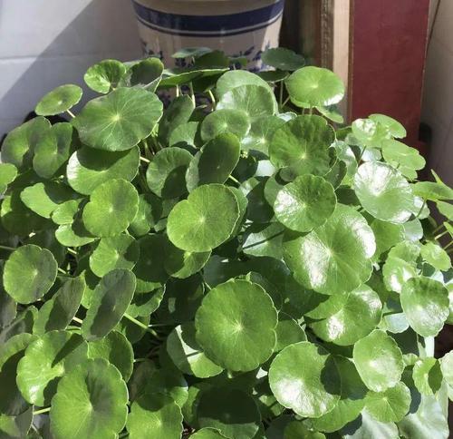 水桶适合种植哪些绿色植物？水桶植物的养护要点是什么？