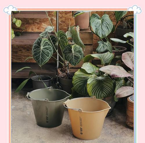 水桶适合种植哪些绿色植物？水桶植物的养护要点是什么？