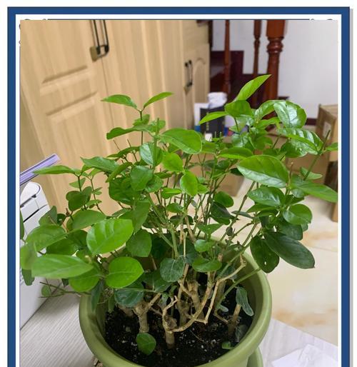 茉莉换盆的最佳时机是什么时候？换盆后如何护理？