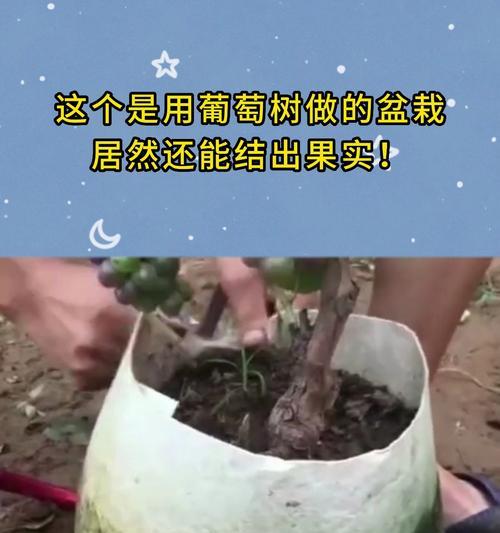 盆栽葡萄为何只结一两串果实？怎样提高产量？