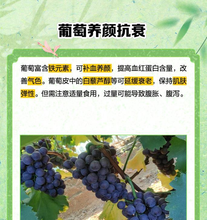 盆栽葡萄为何只结一两串果实？怎样提高产量？