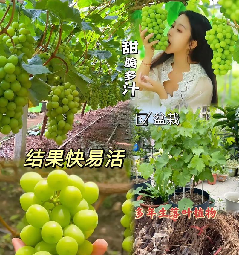 盆栽葡萄为何只结一两串果实？怎样提高产量？