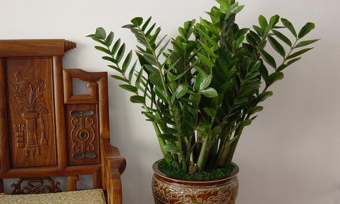 容树盆栽植物怎么养植？有哪些注意事项？