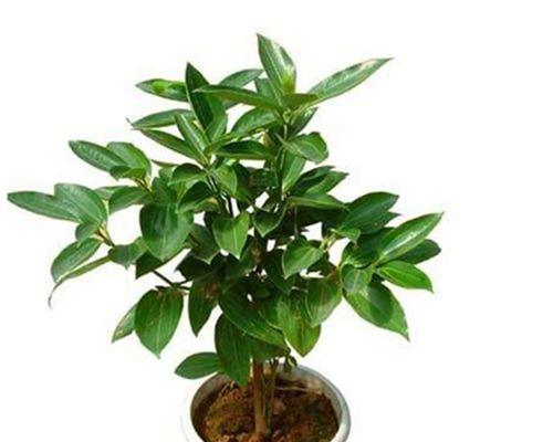 容树盆栽植物怎么养植？有哪些注意事项？