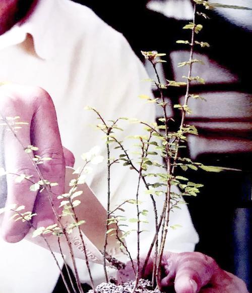 容树盆栽植物怎么养植？有哪些注意事项？