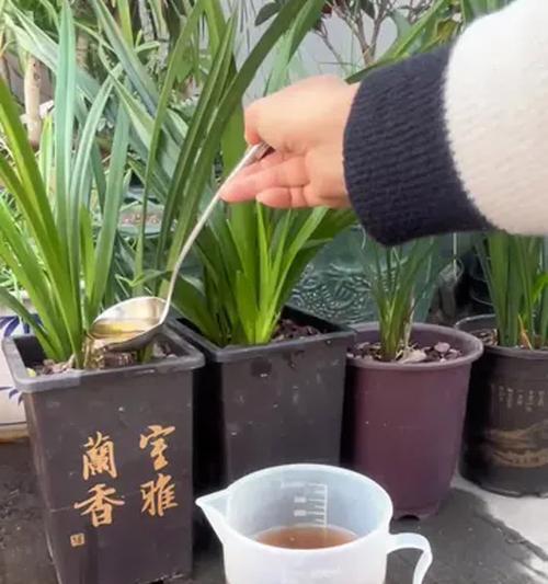 兰花怎么种植与养护？从种植到日常管理的技巧是什么？