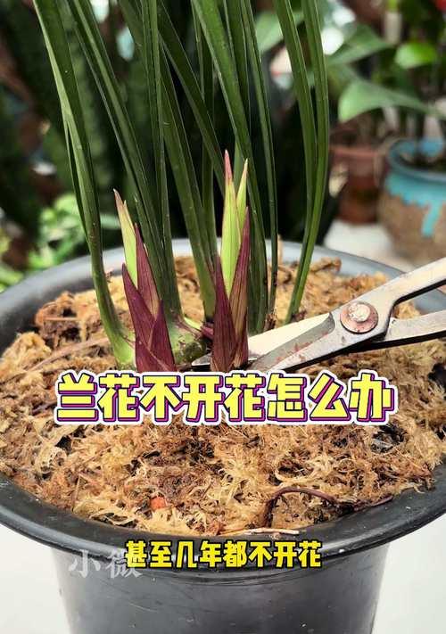 兰花怎么种植与养护？从种植到日常管理的技巧是什么？