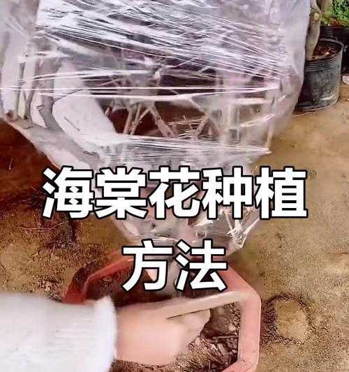 海棠花的种植技巧有哪些？如何保证其成活率？