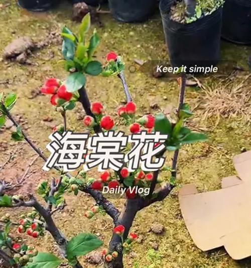 海棠花的种植技巧有哪些？如何保证其成活率？