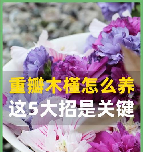 木槿的开花时间是什么时候？如何延长木槿的花期？