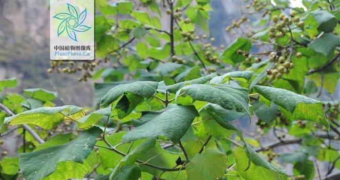 泡桐植物属于哪个科？