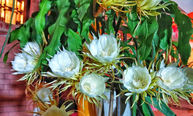 昙花的特征是什么？昙花的养护要点有哪些？