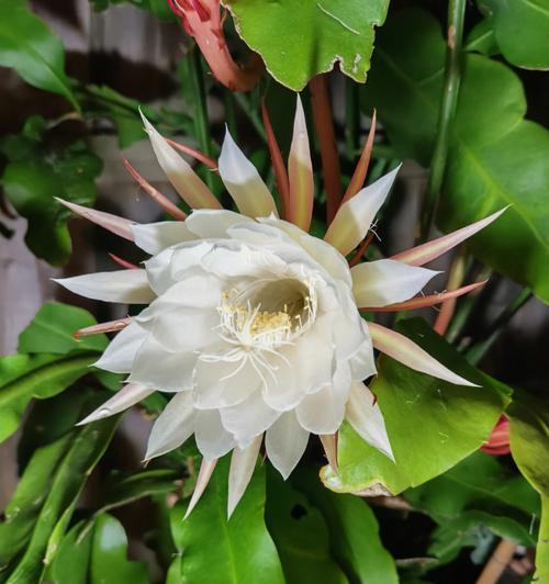 昙花的特征是什么？昙花的养护要点有哪些？