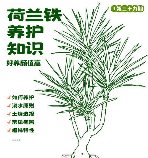室内适合种植哪些8090公分的绿植？它们的养护要点是什么？
